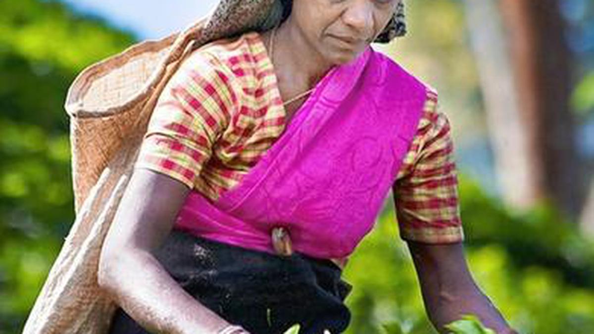 Wage struggle stirs Sri Lanka’s tea sector