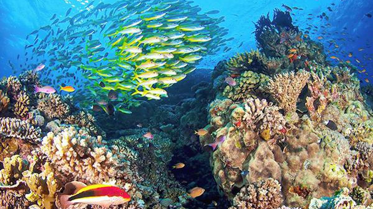 Great Barrier Reef | A fabled wonder in danger