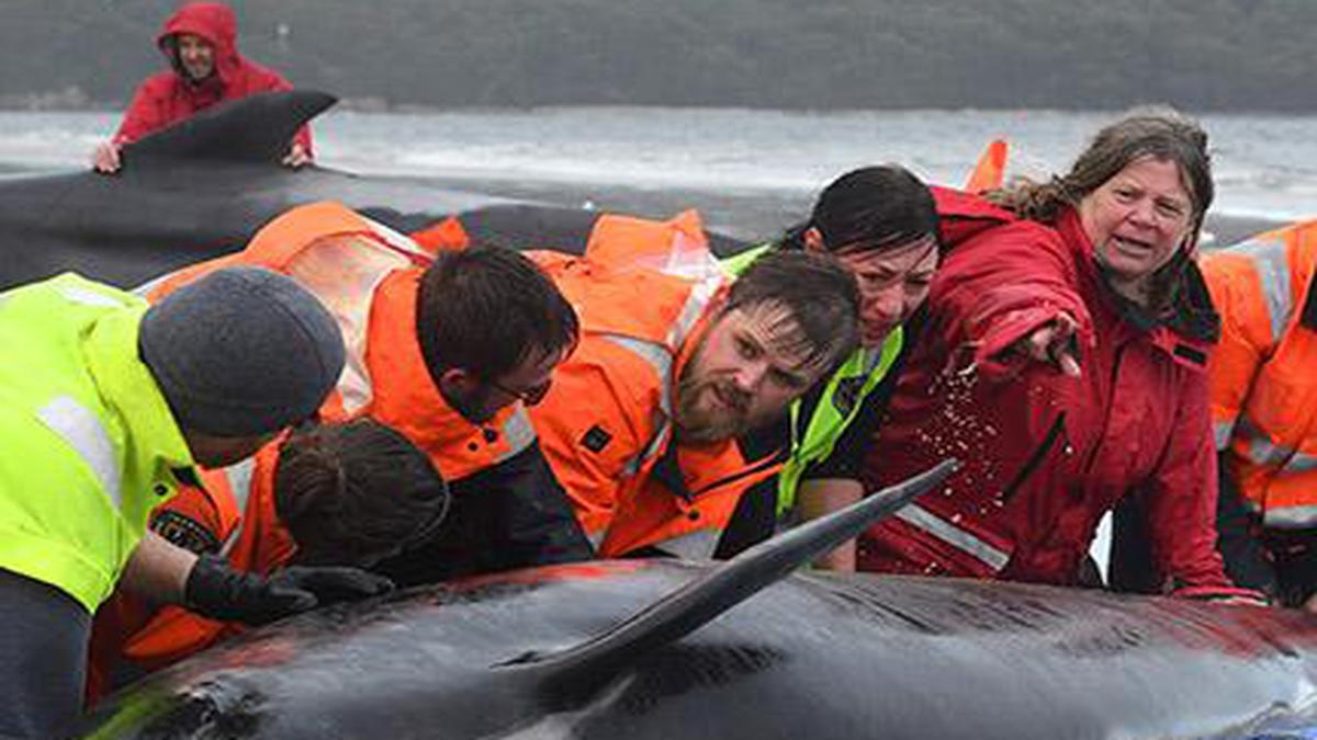 Over 380 whales dead in mass stranding