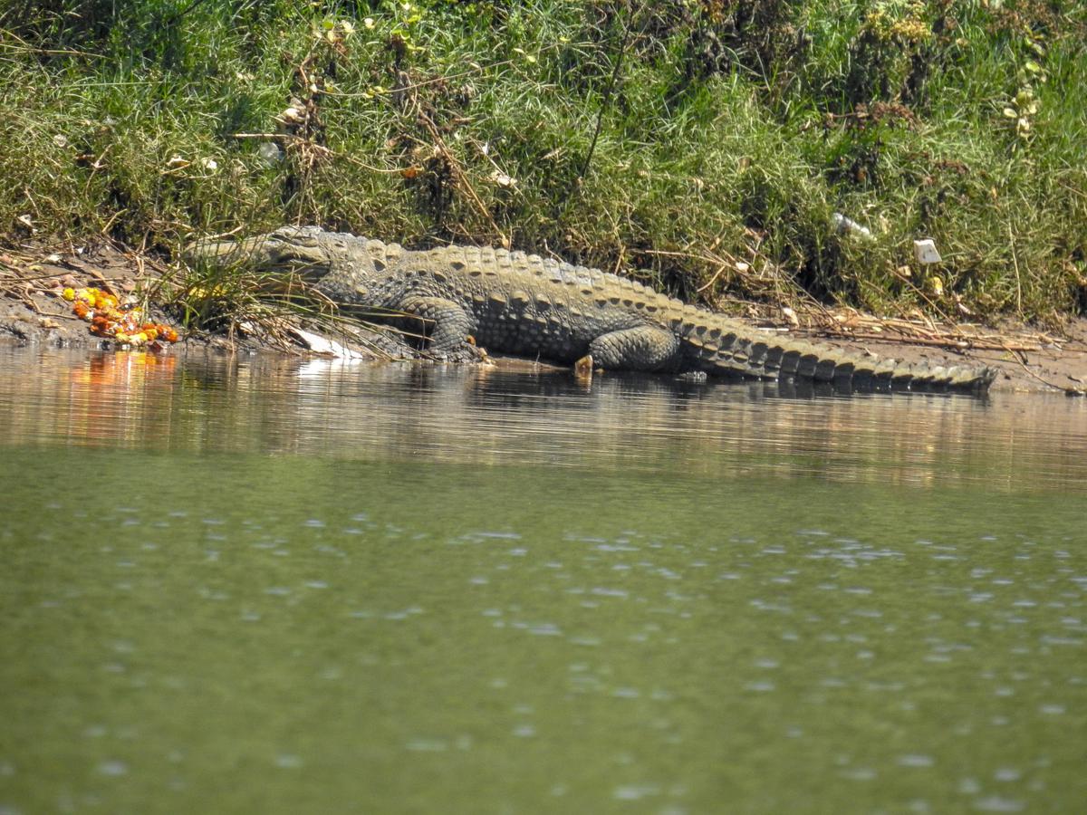 A mugger or Indian marsh crocodile seen nudging toward discarded marigold flowers on the bank of the Savitri River in Maharashtra
