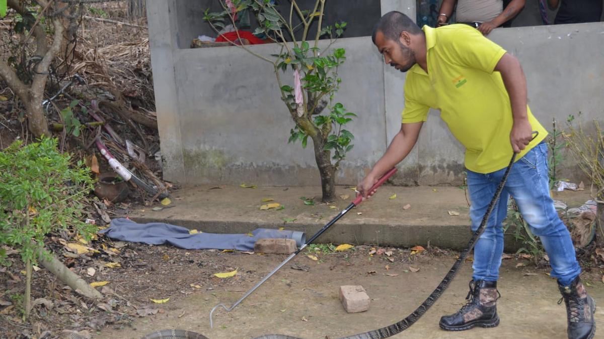 Four snake catchers from Assam make journal hiss-tory