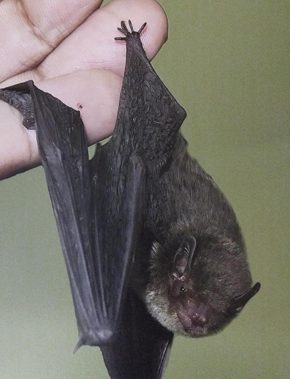 Glaiscropus meghalayanus, a species of bamboo bat from Meghalaya. 