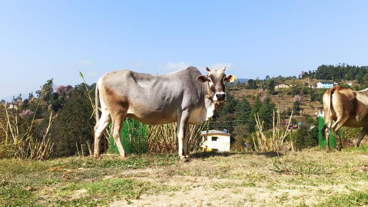Uttarakhand plans genetic enhancement of its indigenous Badri cow