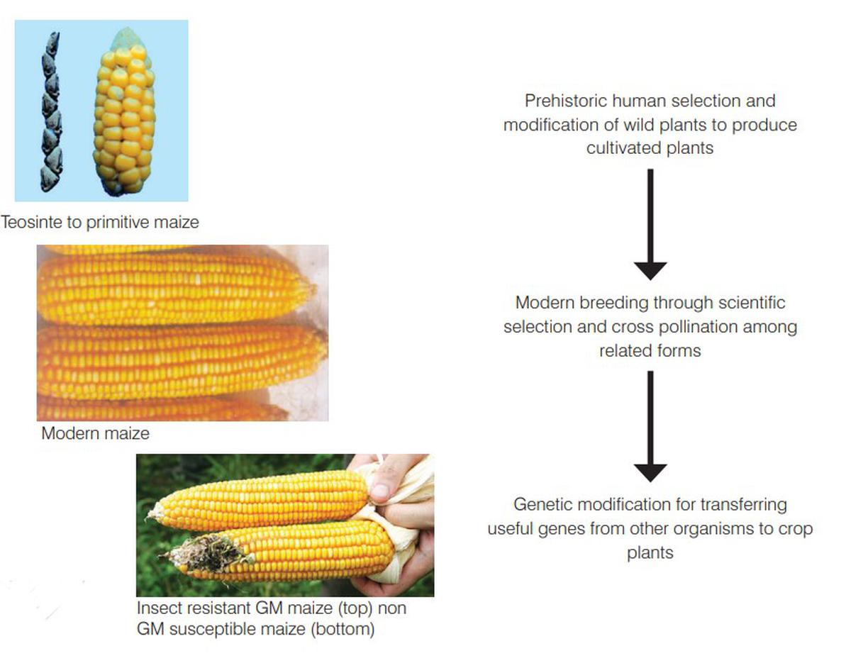 Evolution of crop improvement