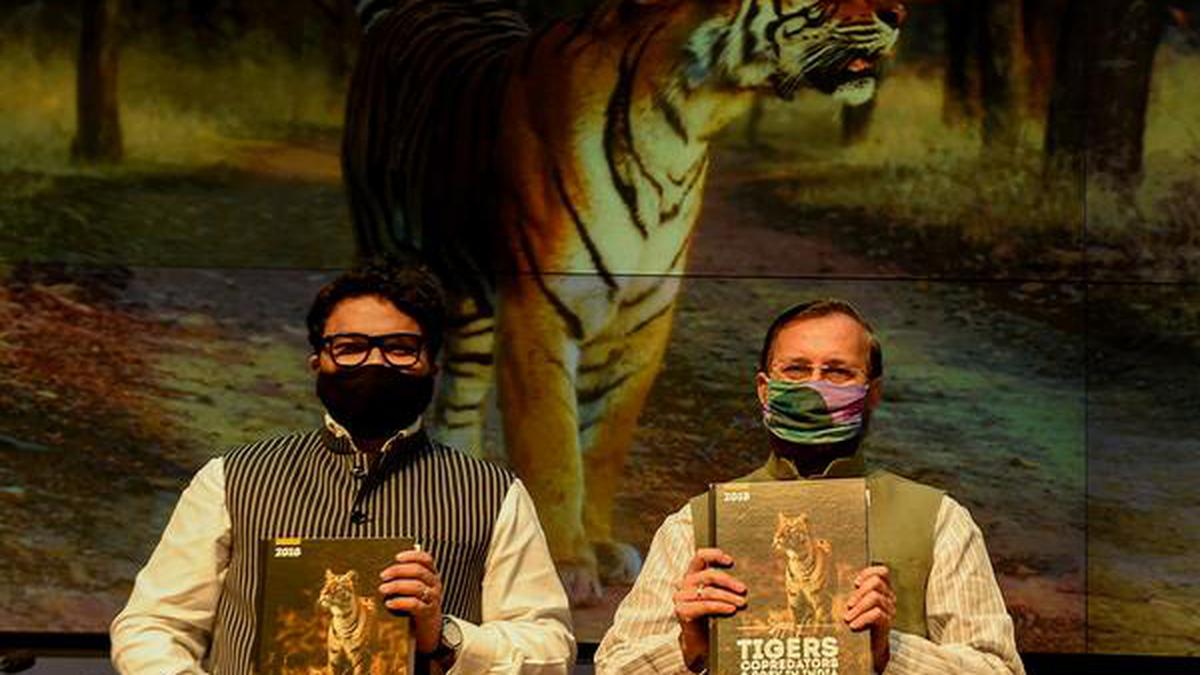 At 2,967 tigers, India’s capacity at peak