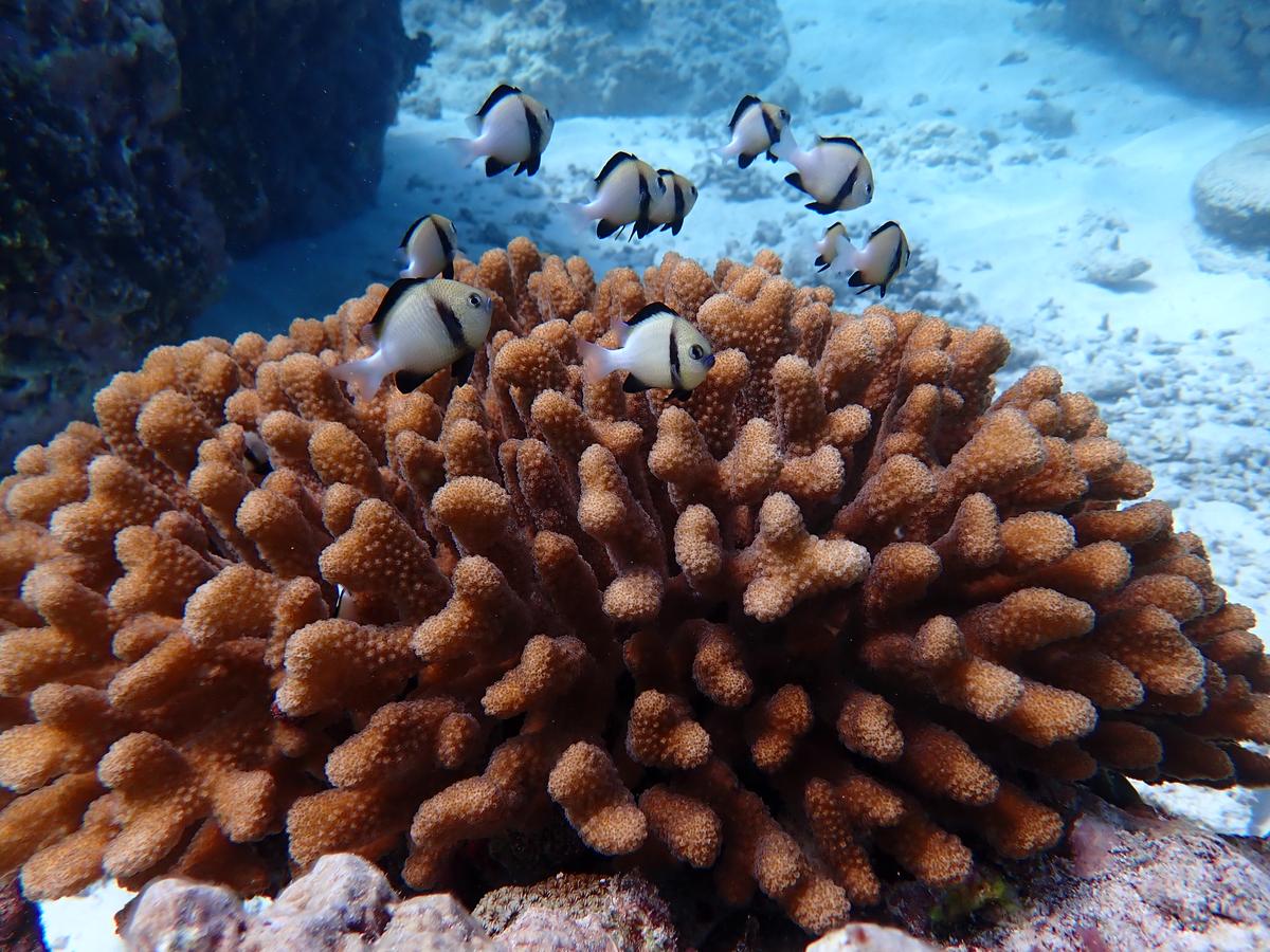 Humbug damselfishes associated with beautiful Acropora corals