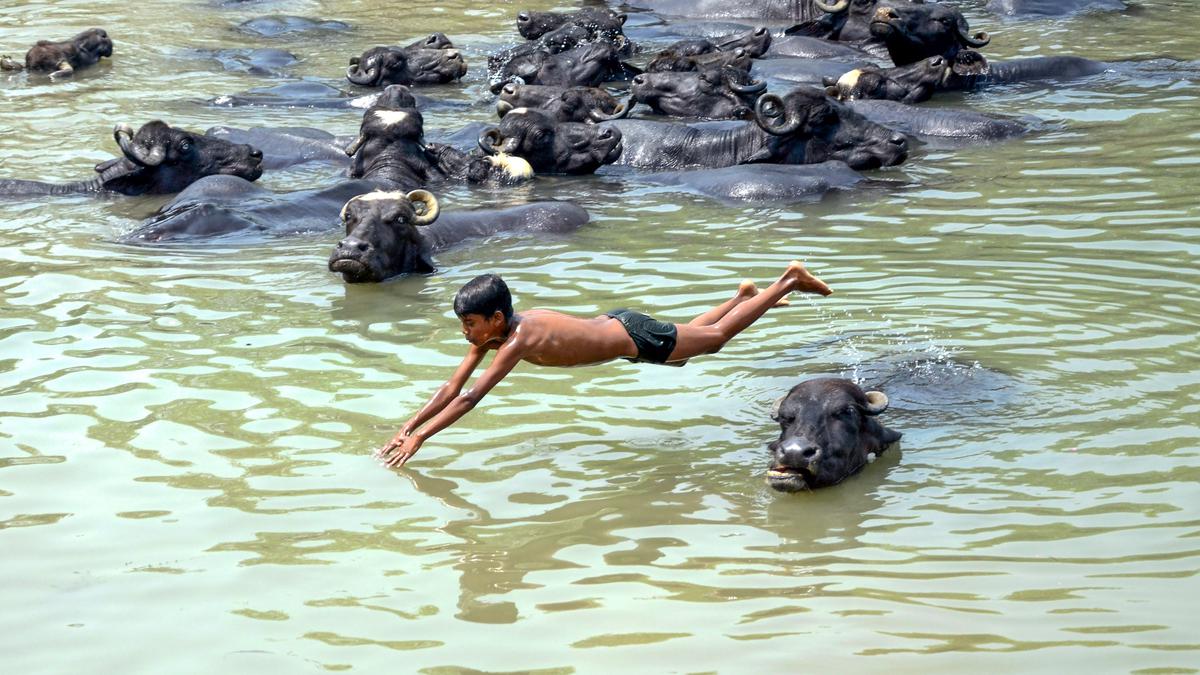 Intense heat broils large swathes of India, IMD says no relief for next 5 days