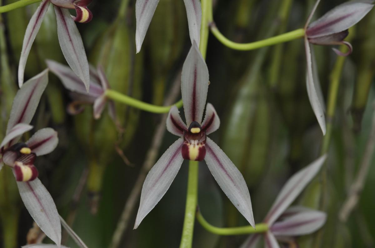 Cymbidium Dayanum Cymbidium Dayanum