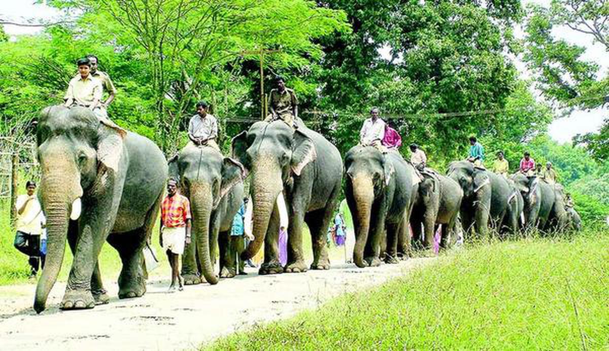 Activists pan Assam elephants' proposed trip to Gujarat - The Hindu