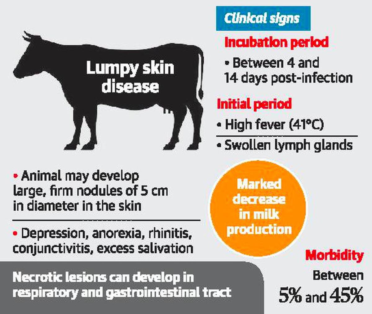 Explained | What is lumpy skin disease in cattle? Does it affect milk we consume? - The Hindu