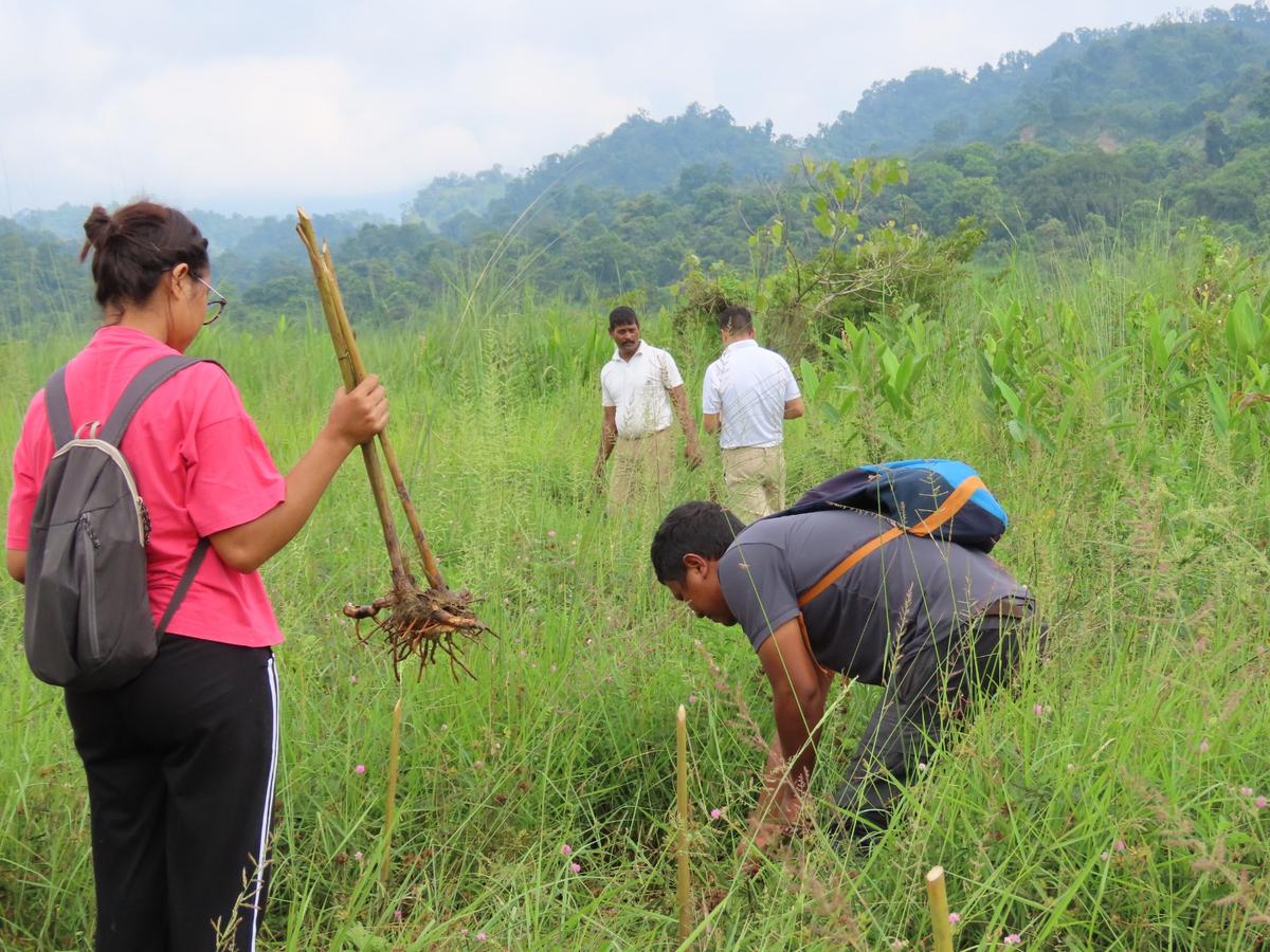 Volunteers plant saplings of a rhizome to improve the vegetation in a major elephant habitat in Assam’s Udalguri district. 