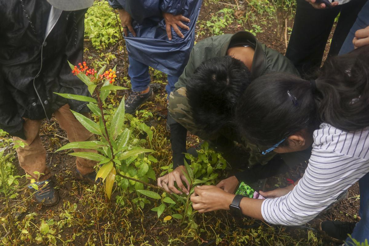 A group of butterfly enthusiasts examines a plain tiger caterpillar and moth caterpillar on plants at Sipna, Maharashtra, on September 17, 2023.