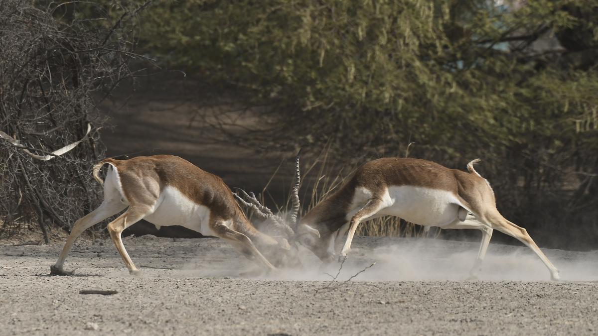 Tal Chhapar sanctuary receives protection from a proposal to reduce its size