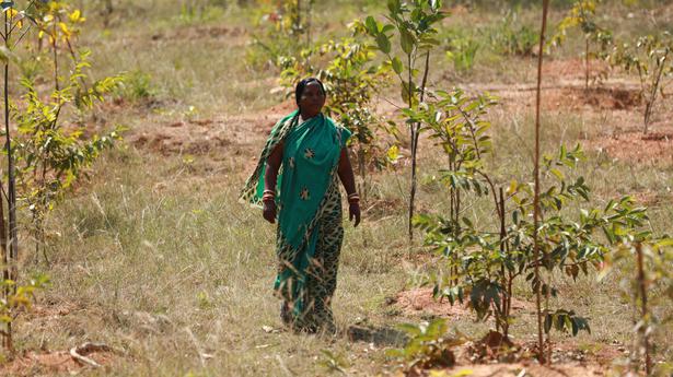 Small forest in Odisha named after the woman who watches over it 