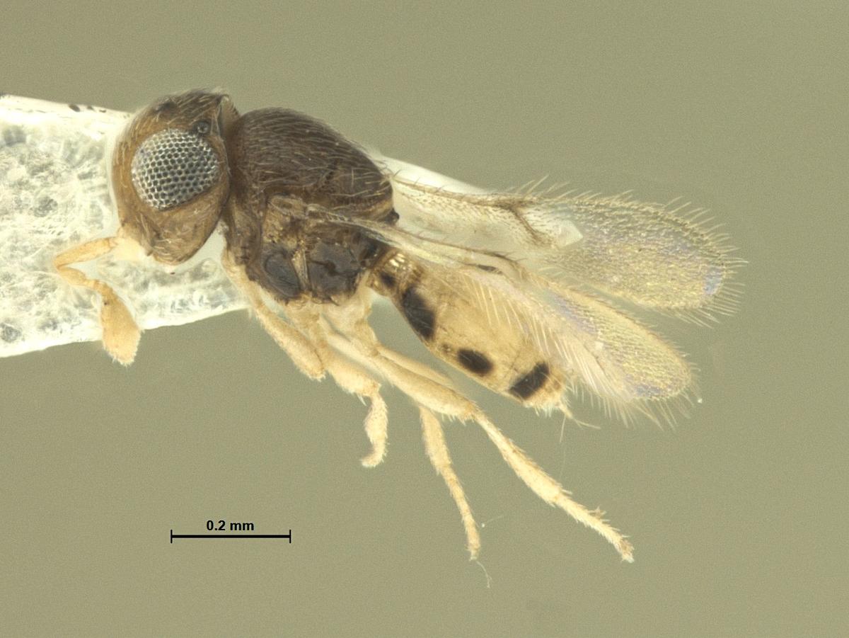 Idris bianor, one of four species of parasitoid wasps discovered recently Idris bianor, one of four species of parasitoid wasps discovered recently