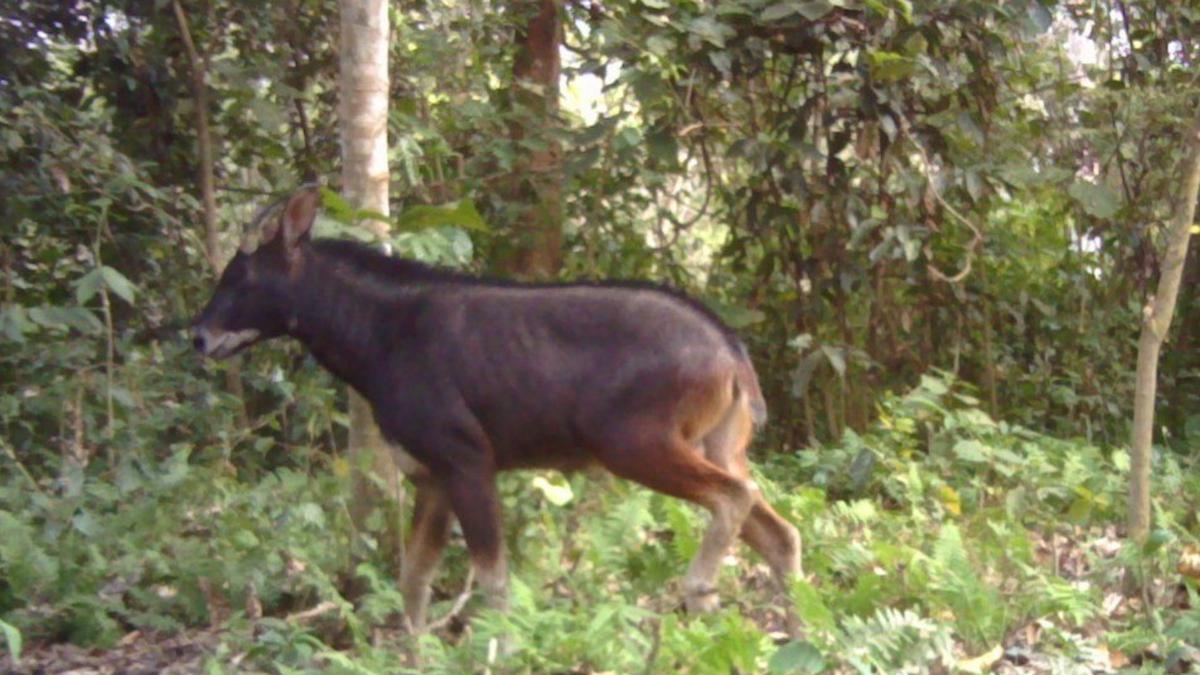 Antelope-like mammal from Bhutan recorded at lowest elevation in Assam