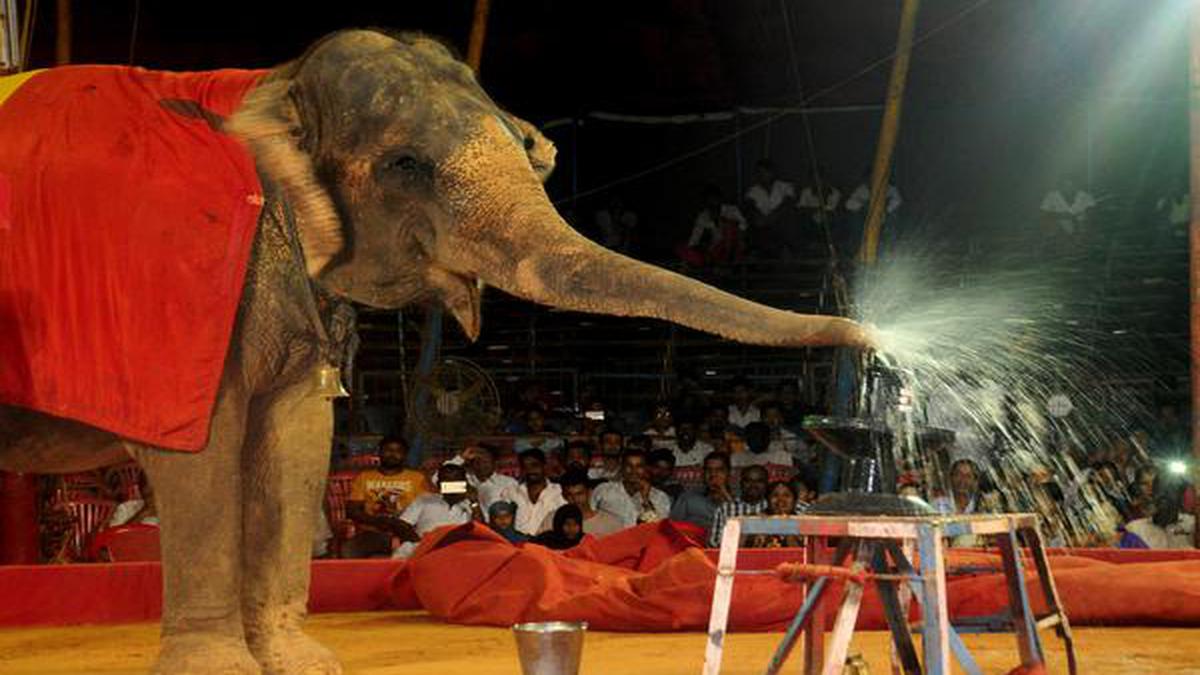 Vets petition for rules to ban use of animals in circuses - The Hindu