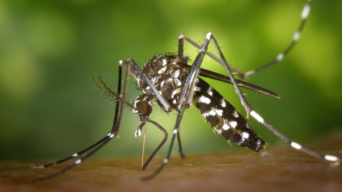 Data | Tracing the link between dengue outbreaks and monsoon seasons