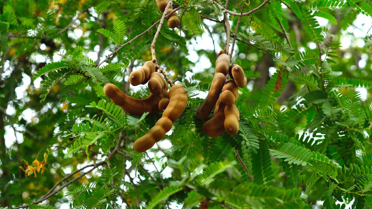 Ode to a tamarind tree
Premium