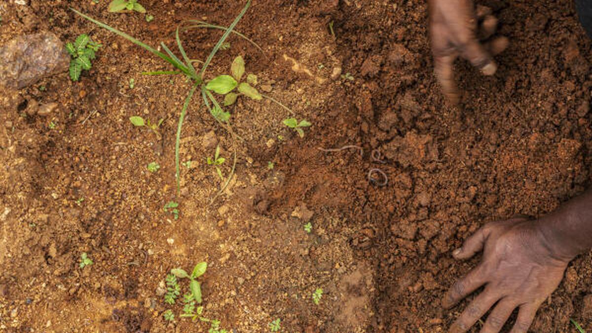 In dry, unreliable weather, Indian farmers restore arid land