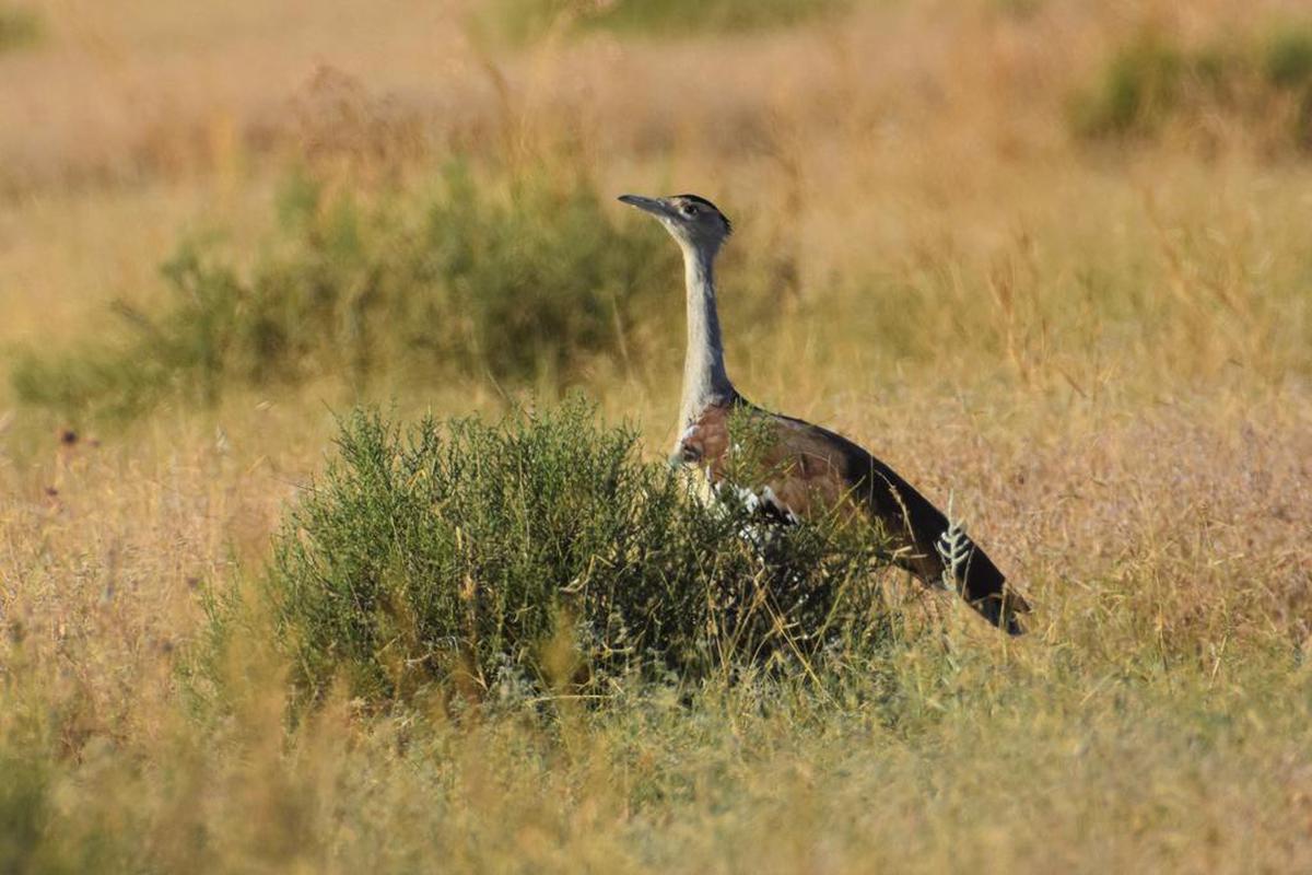 Are critically endangered Great Indian Bustards now migrating to Pakistan?