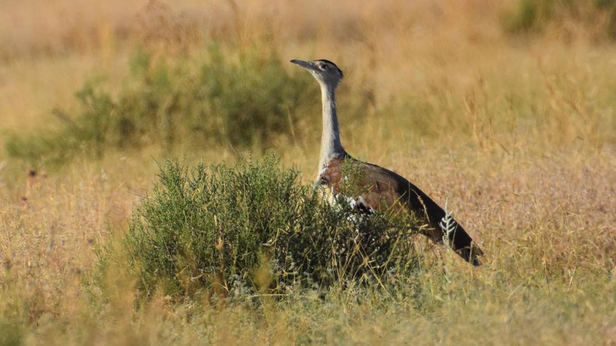 great indian bustard