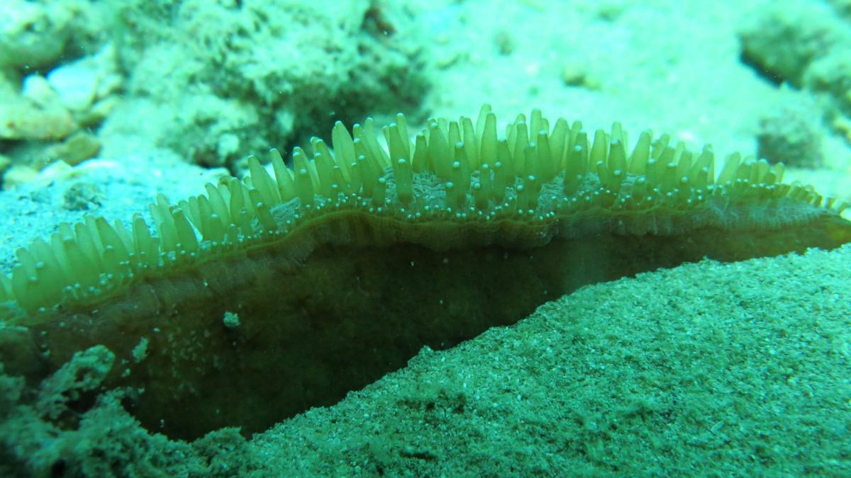 Four new corals recorded from Indian waters