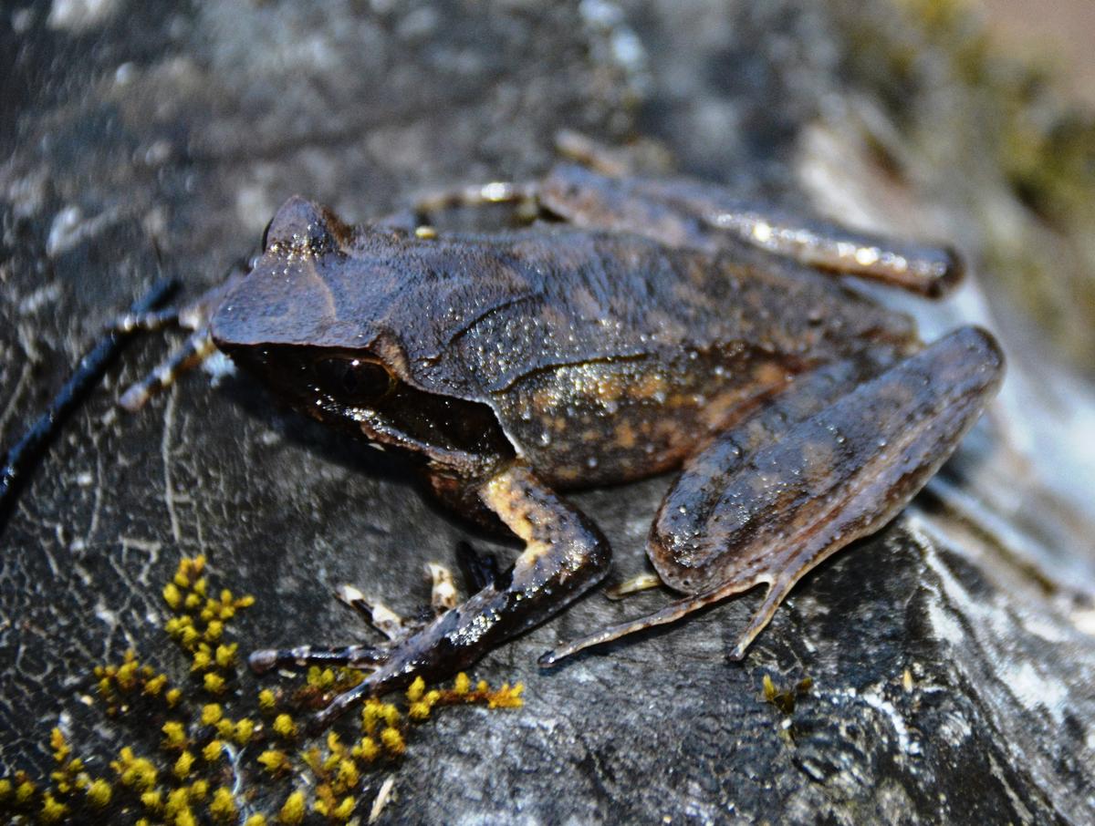 Arunachal Pradesh yields new species of horned frog - The Hindu