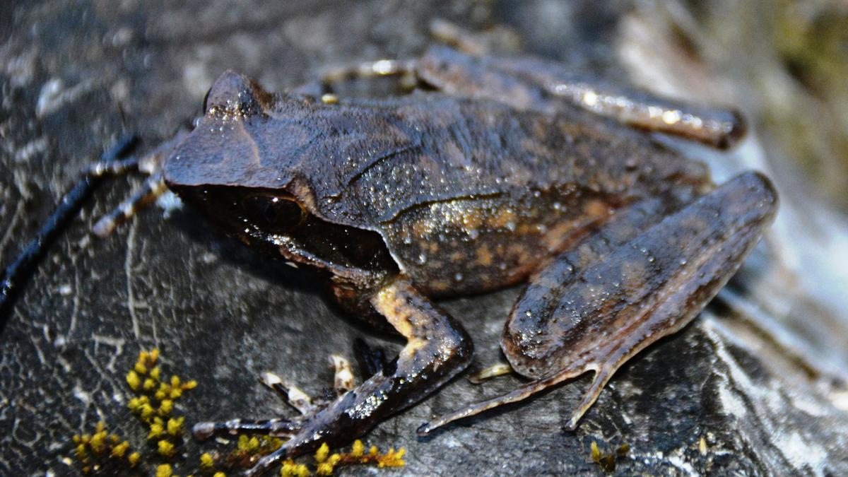 Arunachal Pradesh yields new species of horned frog