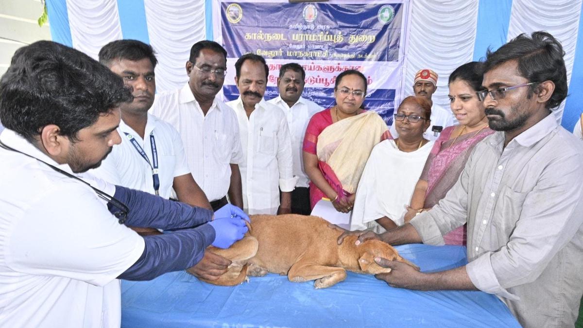 Vellore Corpn. begins vaccination programme for community dogs
