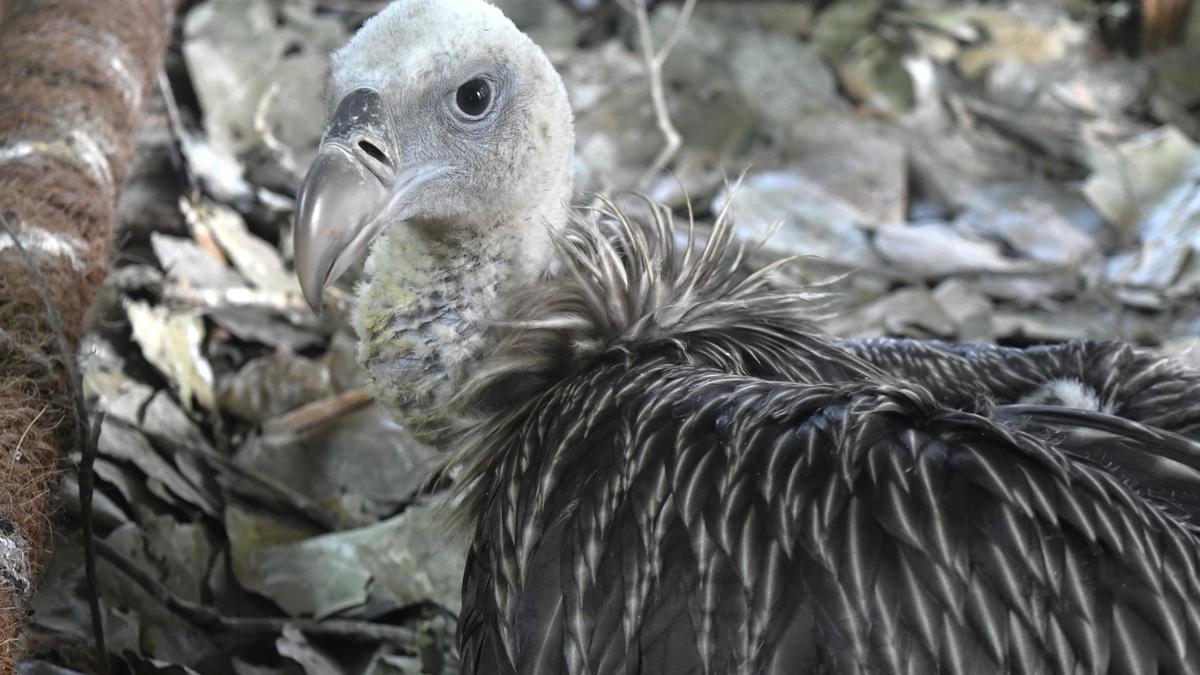 Un vautour de l’Himalaya élevé en captivité pour la première fois en Inde