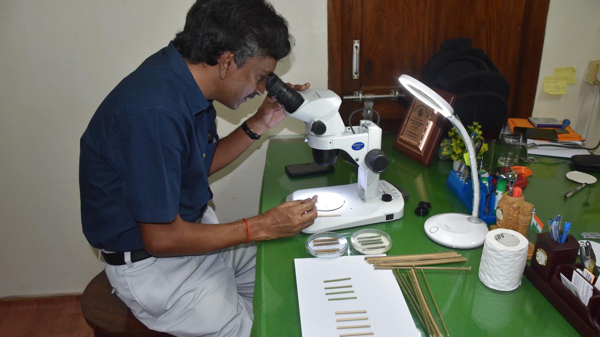 Botanical Survey of India gets patent for bamboo based reusable straw