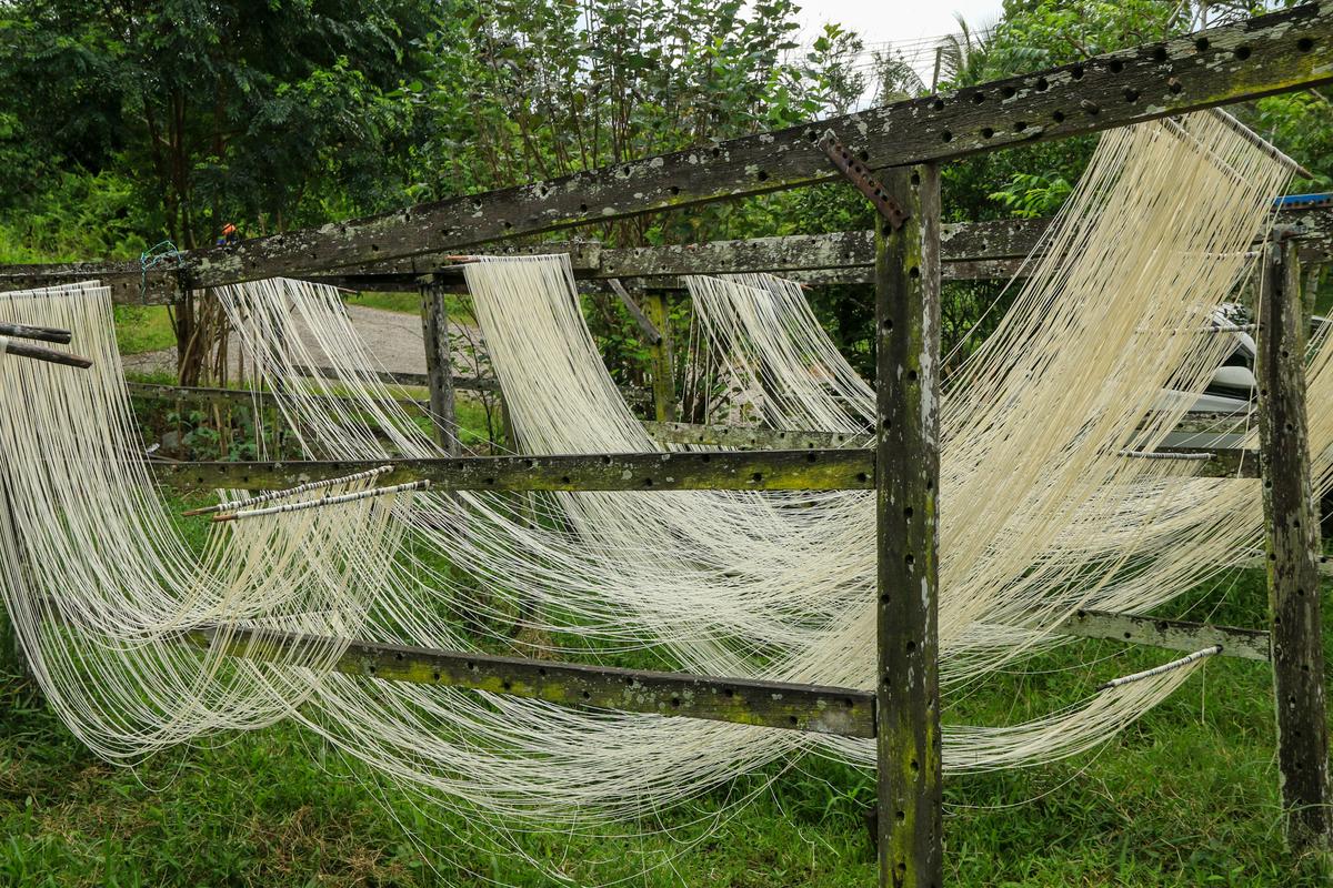 Mee Sua noodle left to dry in the open.