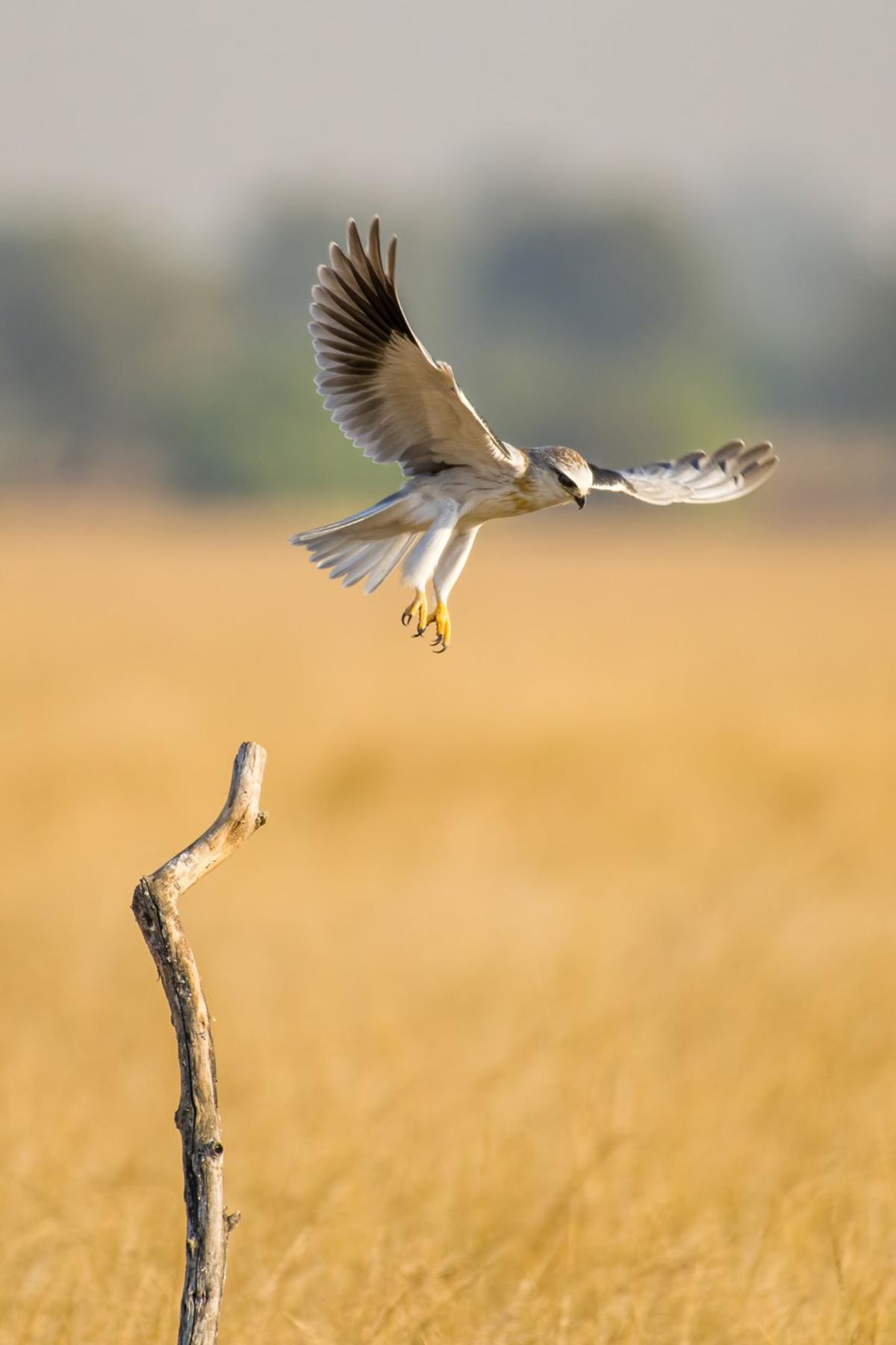 A raptor, black-winged kite, looking for a prey at Tal Chhapar sanctuary in Churu district of Rajasthan. Photo: Special Arrangement