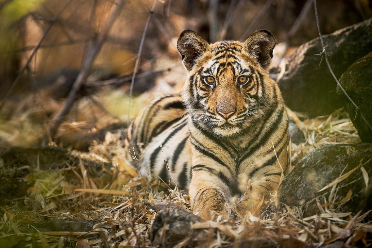 What Do Bengal Tigers Eat? - What Do Animals Eat - Ecology Center