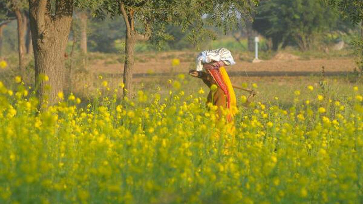 Initiative in Rajasthan to let farmers assess damage to crops on their own