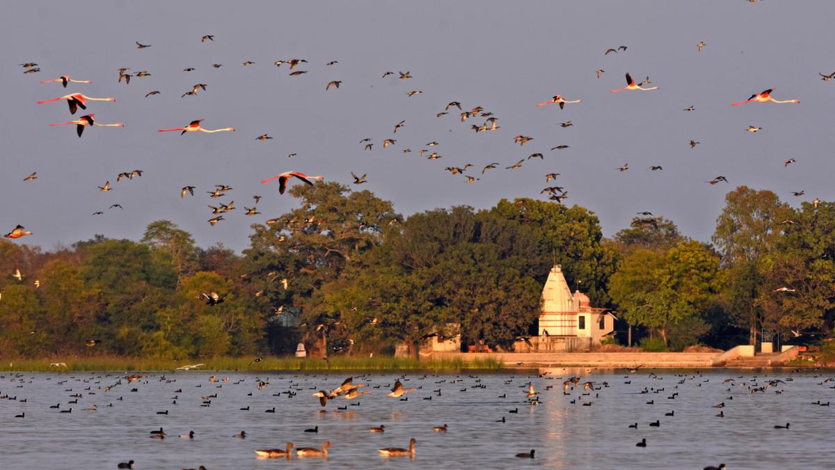 Udaipur’s ‘bird village’ set to be declared wetland