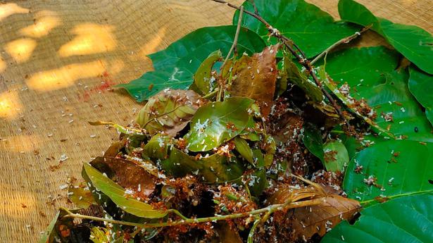 Weaver ants: panacea to a host of diseases for Odisha tribals 