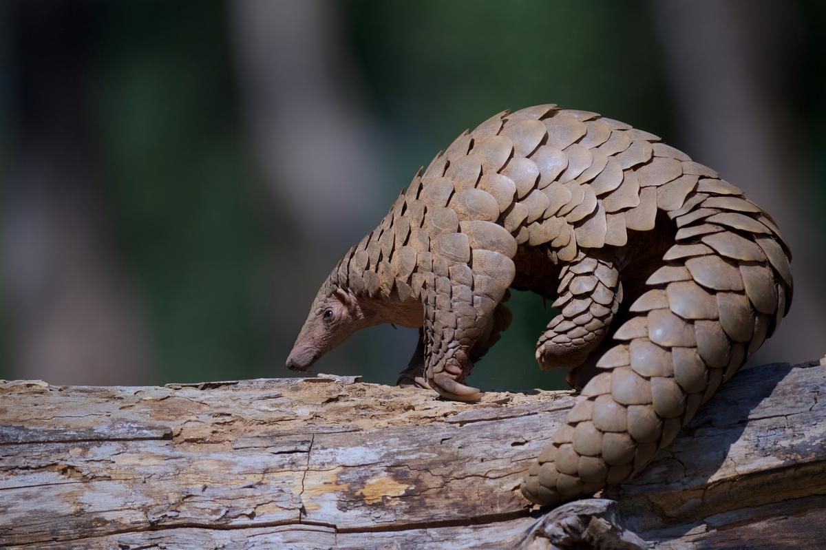 Over 1,000 pangolins poached and trafficked in India between 2018 and 2022  - The Hindu