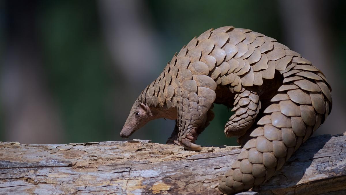 Over 1,000 pangolins trafficked in India in 5 years