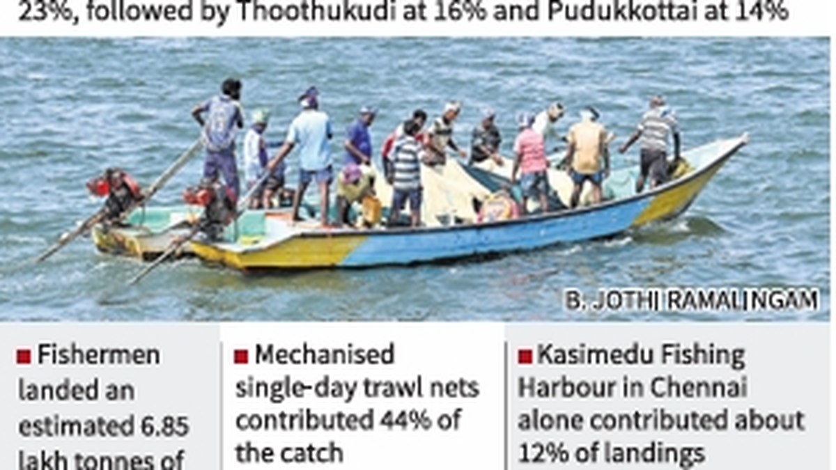 Tamil Nadu records highest marine fish landings in 2025