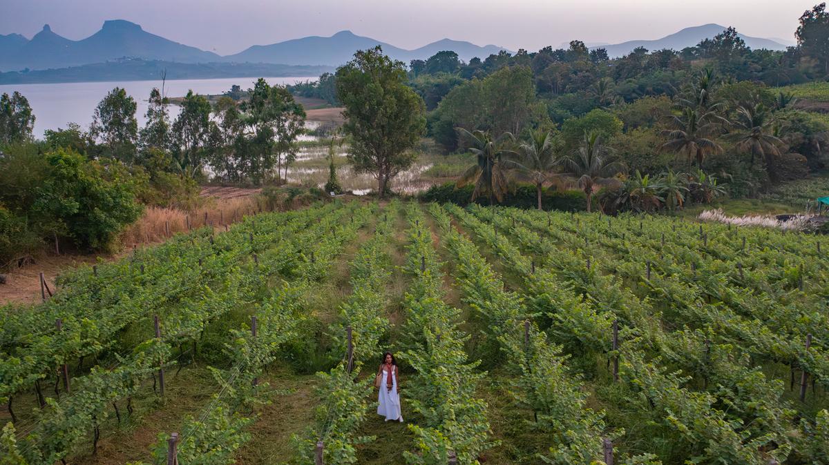   A scene of the Valan Vineyard located in Nasi.