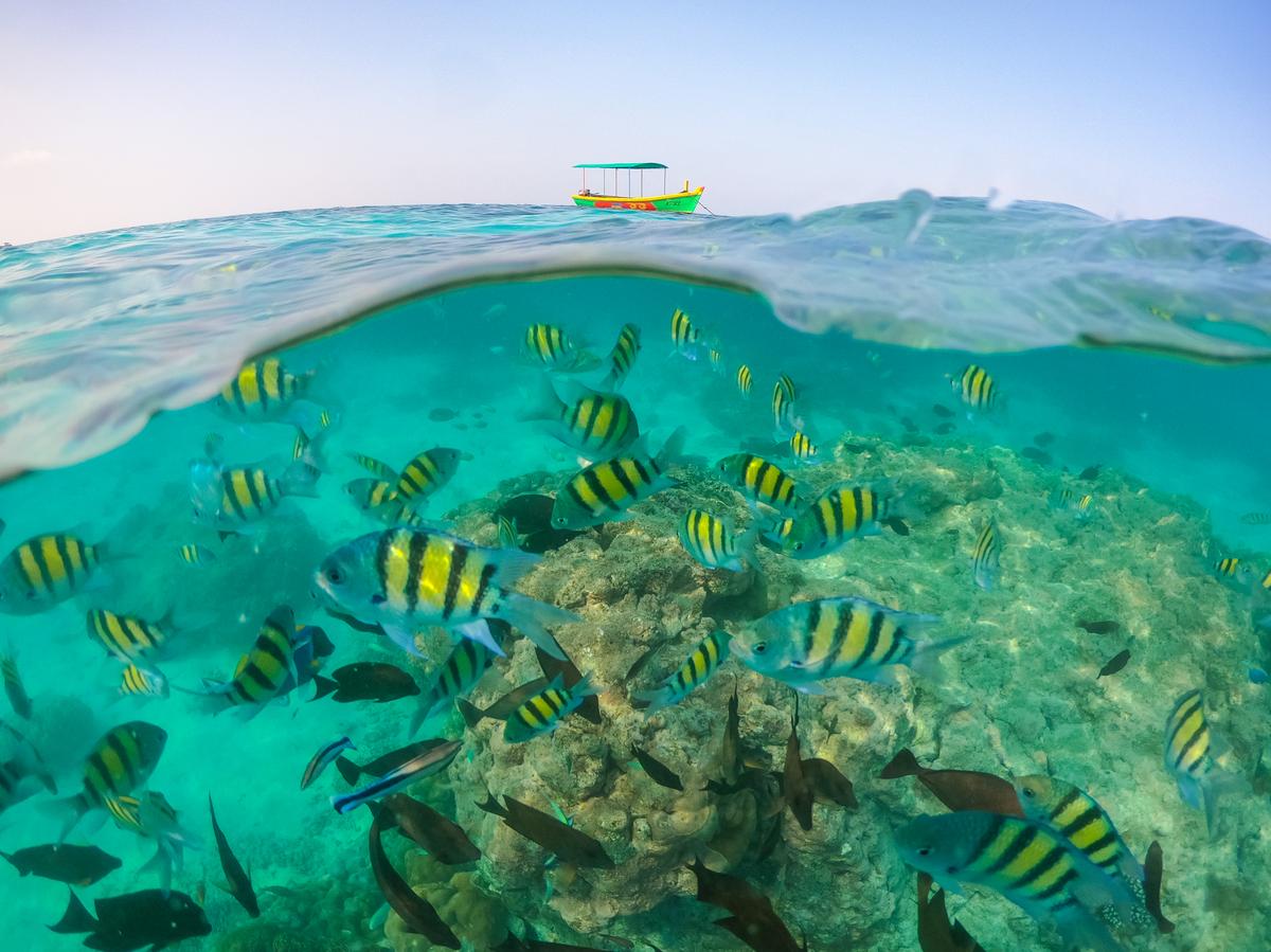 Shoal of Sergeant and Surgeon  fish grazing near dead coral boulders in Kavaratti