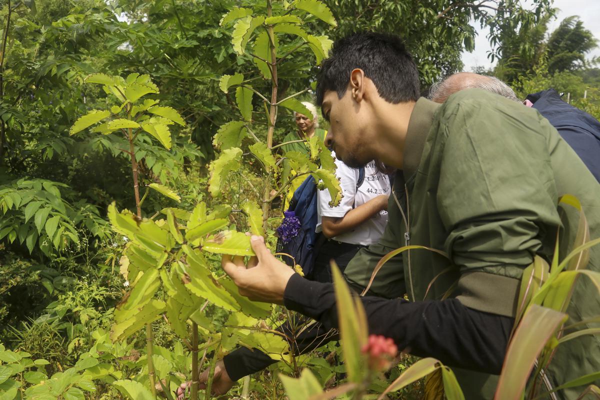 Rajat Joshi, Pune District Coordinator for Big Butterfly Month, shows participants a leaf hosting a red Pierrot caterpillar, which is eating it from the inside, at Sipna, Maharashtra, on September 17, 2023.
