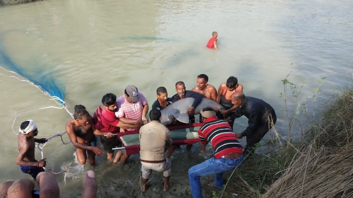 19 dolphins rescued alive from canals of Ganga-Ghagra basin, says study