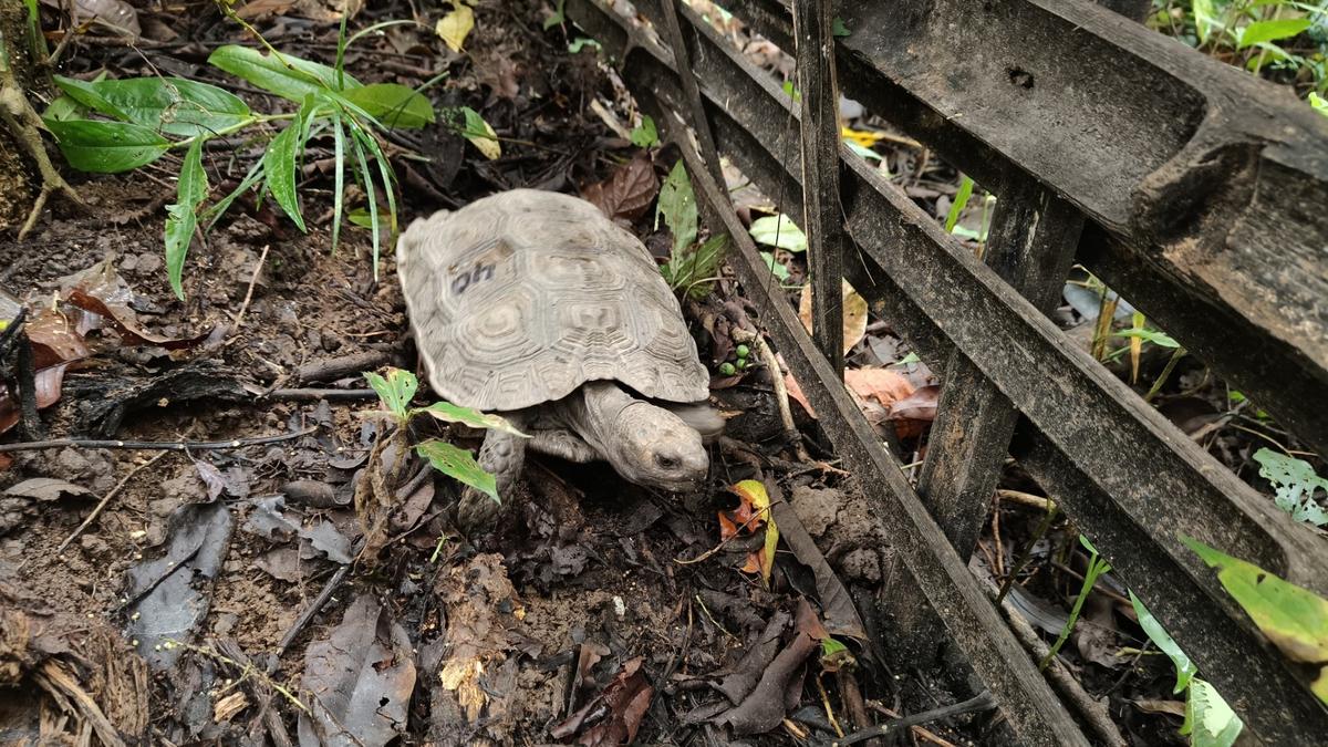 Once found in large numbers, the Asian giant tortoise was almost wiped out from Nagaland more than a decade ago.