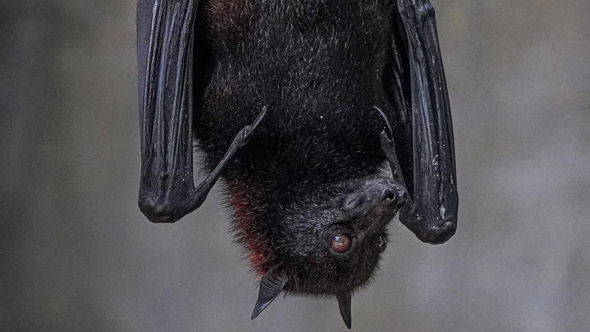 Call to quantify bat poop nutrition for crops