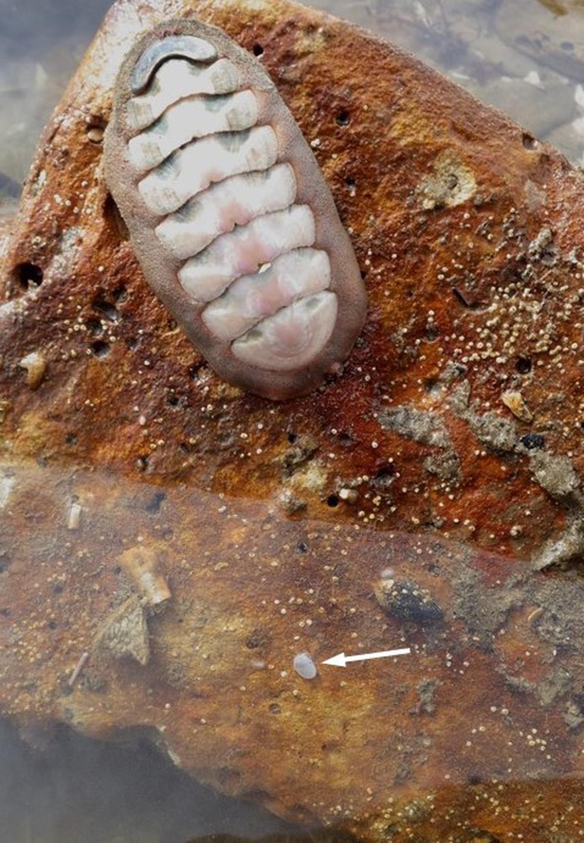 The tiny Cymatioa cooki clam (bottom centre, marked with an arrow), sitting next to a chiton in the tidepools of Naples Point