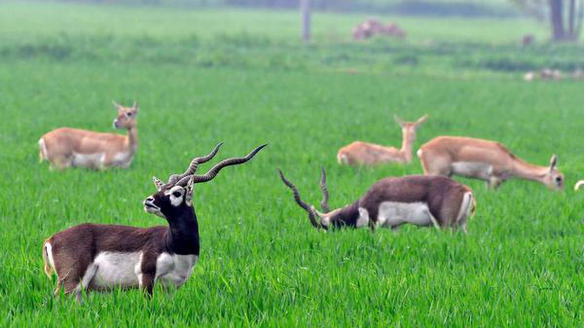 Blackbucks are fighting for survival in Punjab - The Hindu