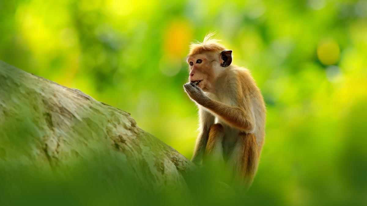 Conservationists in Sri Lanka slam proposal to export monkeys to China